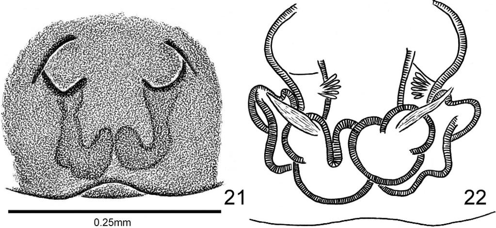 Epigyne with large copulatory openings; flower-shaped glands on the external inner end of the copulatory duct heads; ducts extend posteriorly and fold on themselves several times, turning into