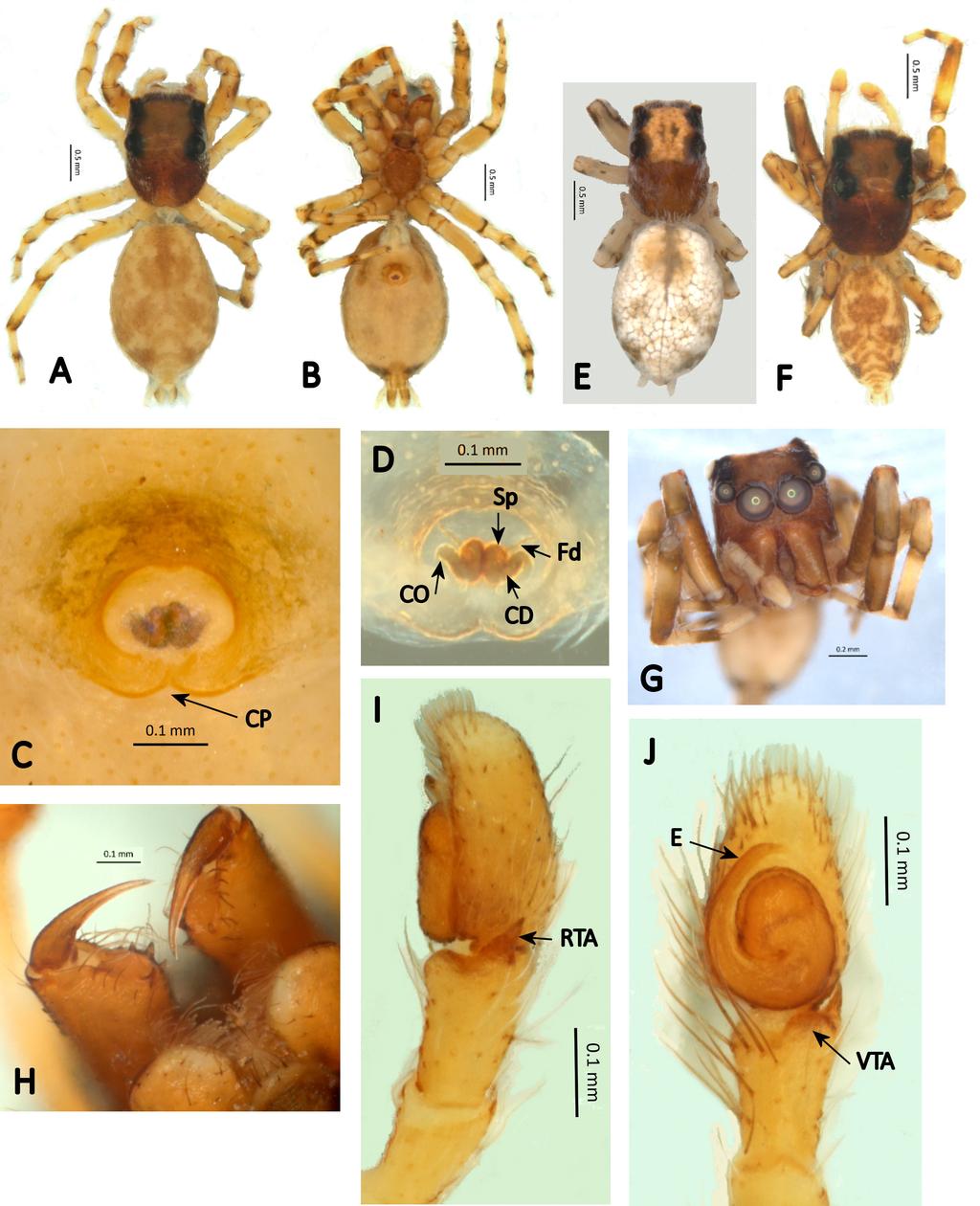 EDWARDS G.B. & BAERT L. Salticidae from Galápagos Fig. 4. Titanattus cordia sp. nov. Female paratype: A. dorsal, B. ventral, C. epigyne ventral, D.