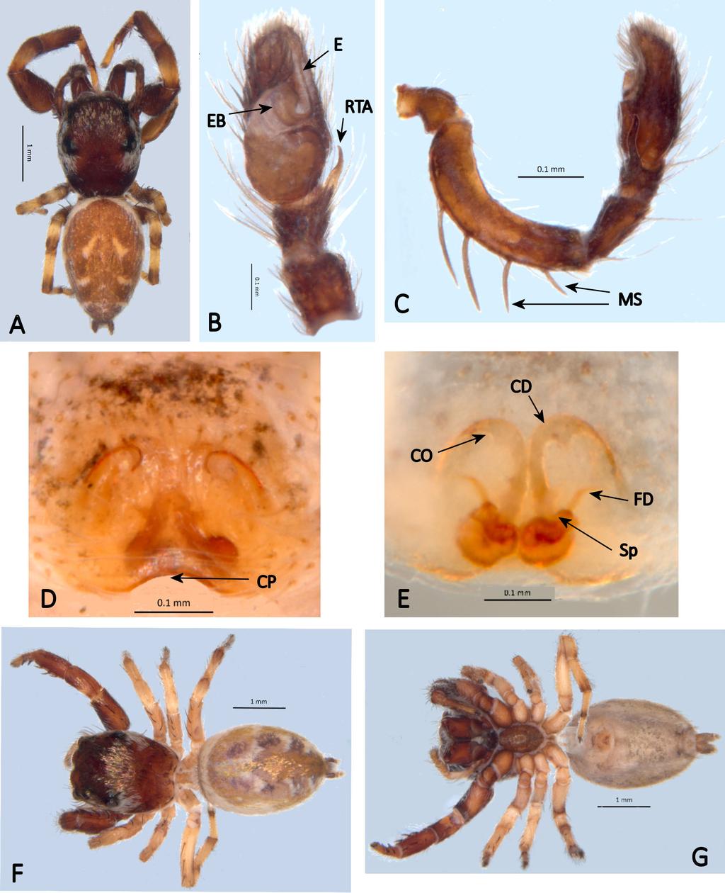 Belgian Journal of Entomology 67: 1 27 (2018) Fig. 6. Cerionesta pacifica comb. nov. Male: A. dorsal, B.