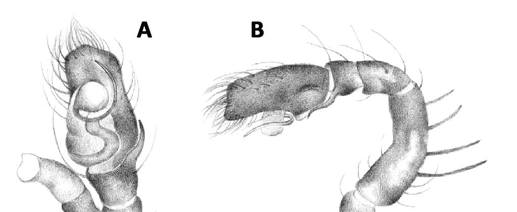 Fig. 8. Cerionesta pacifica comb. nov. Male: A.