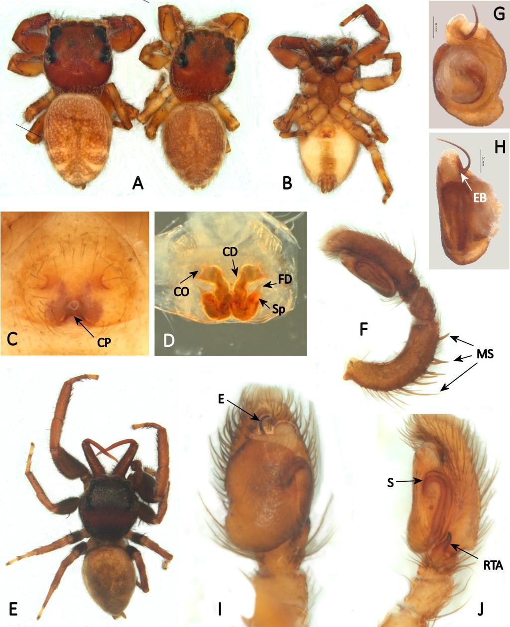 EDWARDS G.B. & BAERT L. Salticidae from Galápagos Fig. 9. Messua avicennia sp. nov. Female paratypes: A. dorsal, showing extremes of variation, B. ventral, C. epigyne ventral, D.