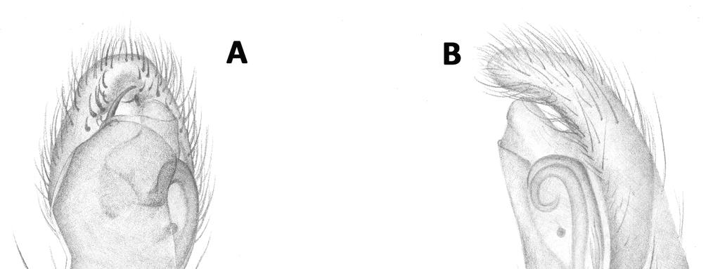 Belgian Journal of Entomology 67: 1 27 (2018) Fig. 10. Messua avicennia sp. nov. Male: A. palp ventral, B. palp retrolateral. Female: C.