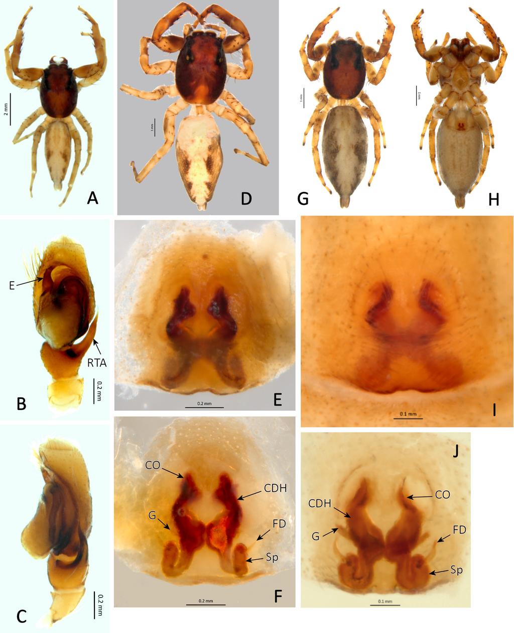 Belgian Journal of Entomology 67: 1 27 (2018) Fig. 11. Balmaceda minor comb. nov. Holotype male A-C, B-C right palp mirror imaged: A. dorsal, B. palp ventral, C. palp retrolateral.