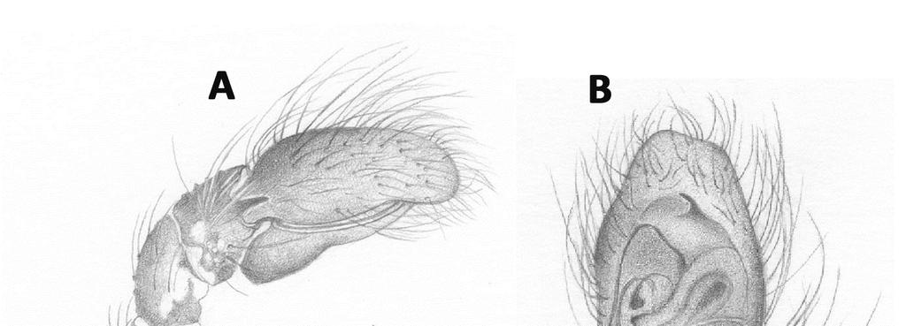 Belgian Journal of Entomology 67: 1 27 (2018) Fig. 15. Nycerella vestita comb. nov. Male: A. left palp retrolateral, B. left palp ventral (Marylise Leclercq). Table 1.