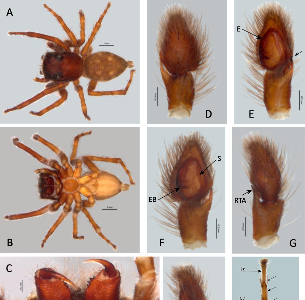 Belgian Journal of Entomology 67: 1 27 (2018) Fig. 2. Sitticus trisetosus sp. nov.