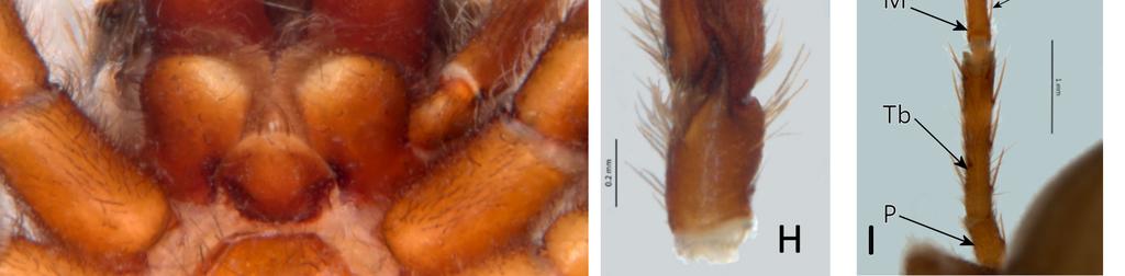 palp dorsal, E. palp retroventral (arrow at distal hook), F. palp ventral, G.