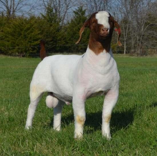 Redhawk Ruger who sold for $4000 and she is bred back the