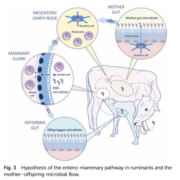 Mammary gland and microbiota INTRODUCTION There are commensal microbial communities within the mammary gland The milk microbiota composition depends on the composition of microbial ecosystems in
