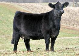 LAZY H OPPORTUNITY Y12 Lot 9 PB Bull #2626816 DOB: 3/01/11 Polled JS BURNING UP 33R TRIPLE C OPPORTUNITY TRIPLE C NO DOUBT N26L SVF/NJC BUILT RIGHT N48 7.7 1.5 28.6 56.2 9.4 5.5 19.