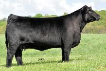 Here is a young, own daughter of Triple C Burn It Up N34L, the dam of a long list of breed movers like the $59,000 Lazy H Burn Right T 26 that topped our 2011 Game Day Sale to Cherkoee Cattle, PA,
