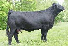 This cow always delivers favorite stock and she has risen to the top despite tough competition.