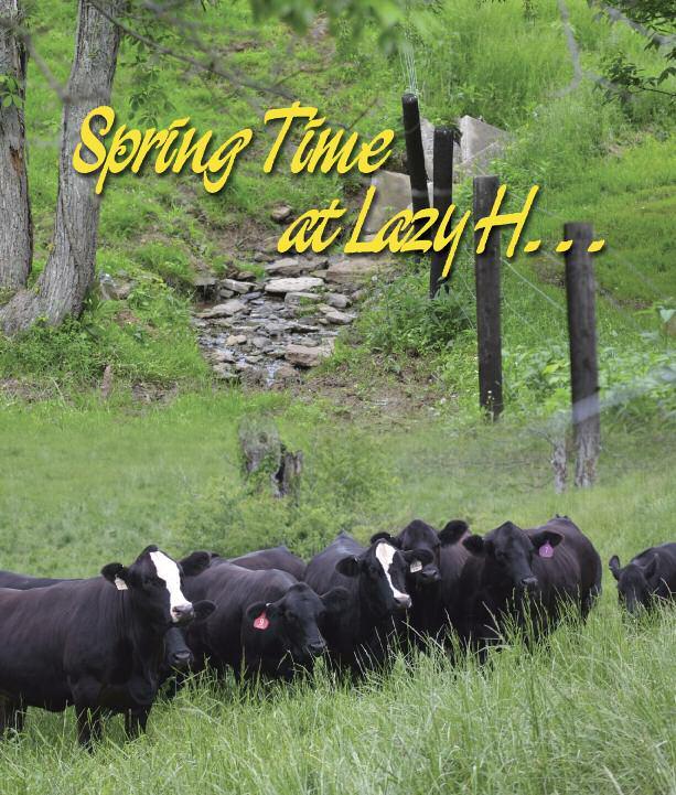 Come to Lazy H for Great Simmental & Great Times Plan to