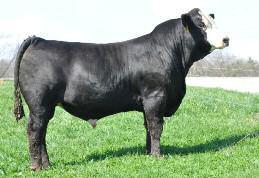 2 lbs Scrotal: 40 cm Pelvic: 182 cm This is the best set of bulls we ve ever developed and this is a stout one!