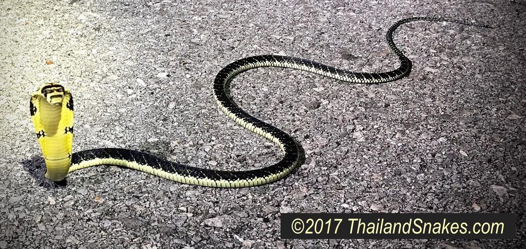 King Cobra Hatchling Found 2017! Baby king cobra hatchling juvenile, found in Southern Thailand.