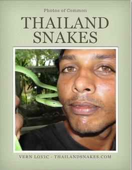 FREE Thailand Snakes Ebook Get Yours! PHOTOS OF COMMON THAILAND SNAKES Venomous and Non-venomous This is Our FREE ebook with 83 pages, you can get today. CLICK HERE TO GET IT.