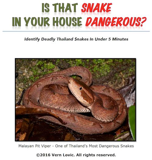 Cover: Is That Snake In Your House Dangerous? Identify Deadly Thailand Snakes In Under 5 Minutes Is That Snake Dangerous?
