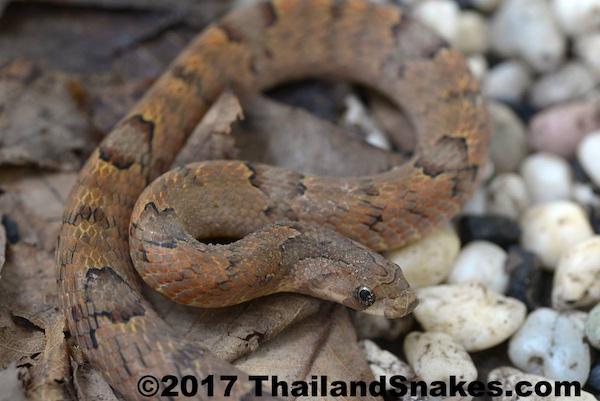 Oligodon purpurascens, a very common kukri snake in our area. These have a fairly wide range in the south of Thailand. Brown or Purple kukri snake.