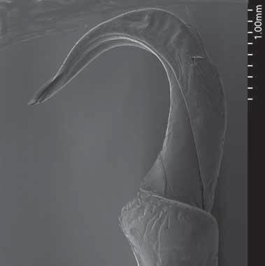 Galil. Contributions to Leucosiidae V. Coleusia gen. nov. Zool. Med. Leiden 80 (2006) 63 A B C D Fig. 4.