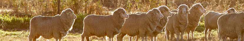 Key points for selecting where you source your rams First a ram buyer needs to determine what the most profitable wool growing production enterprise is for their country: Fibre production (superfine