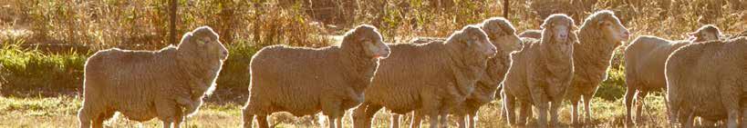 Key points for selecting ewes Replacement ewes Number of replacement ewes In self-replacing merino breeding flocks, normally between 60 and 90 per cent of the hogget ewes are needed as replacements