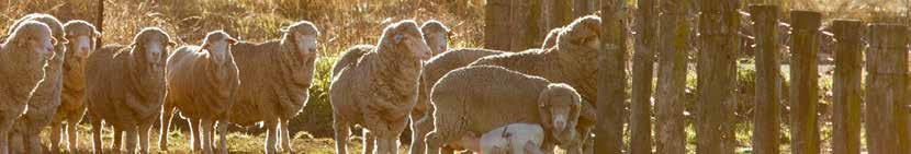 Conformation, visual wool and carcase traits (effecting profitability): Whilst completing other management tasks, assess ewes on other traits related to the commercial breeding objective: Health,