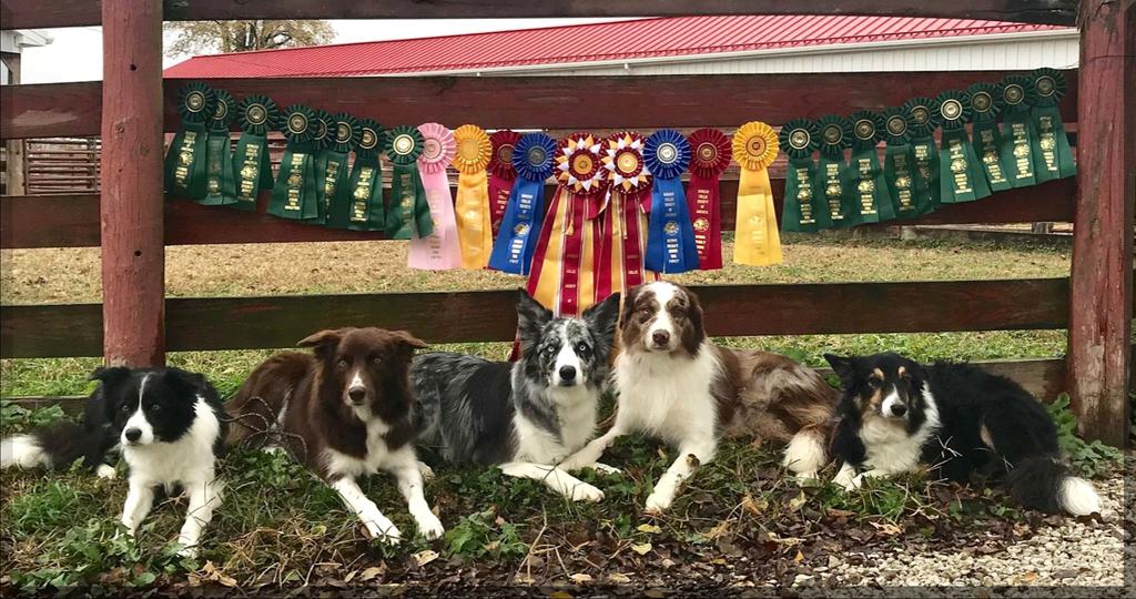 Border Collie Society of