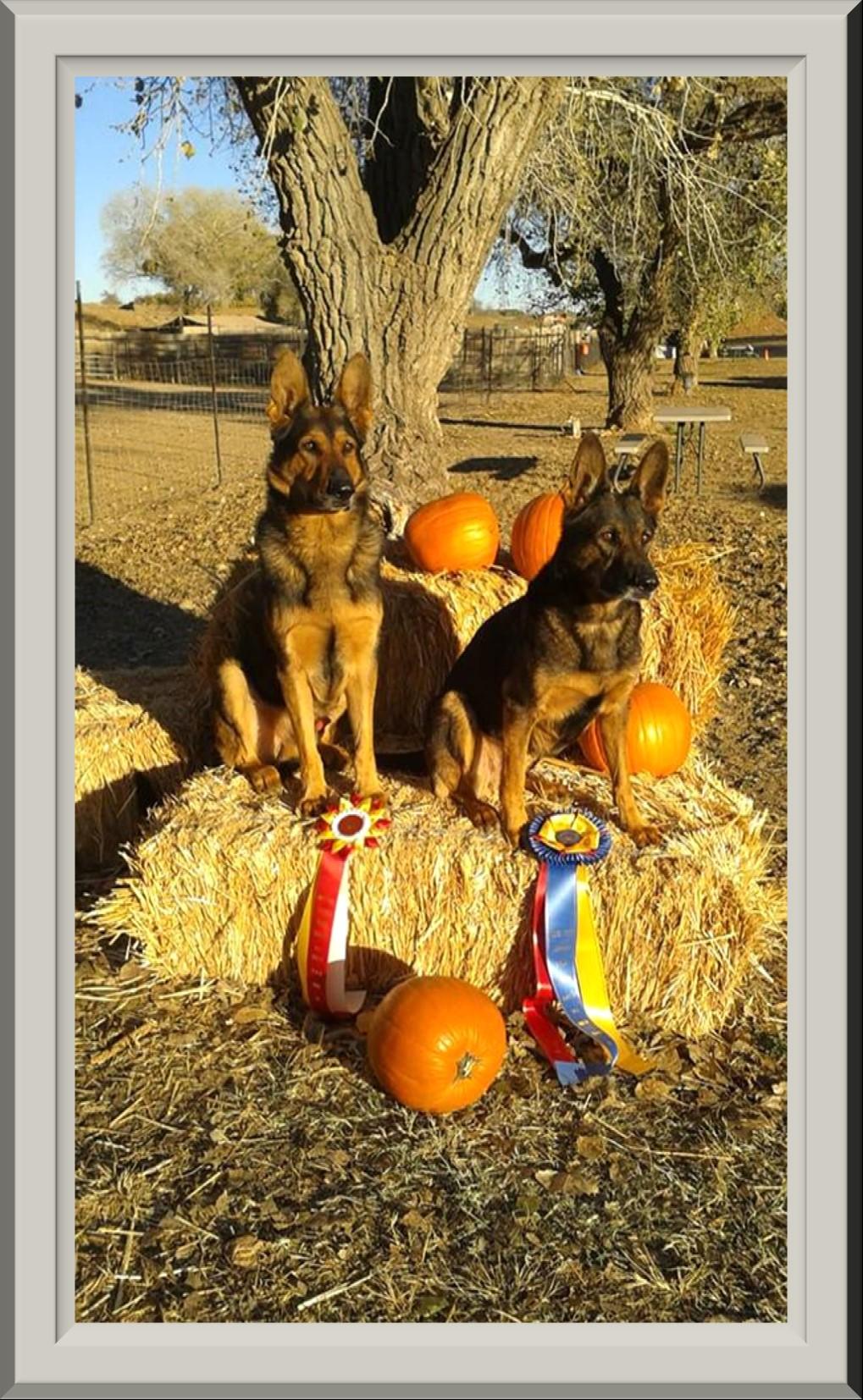 Dawna, handler and trainer, and Rach with Deb Pollard and Ron Fischer, judges, holding Rach's High in Trial ribbons