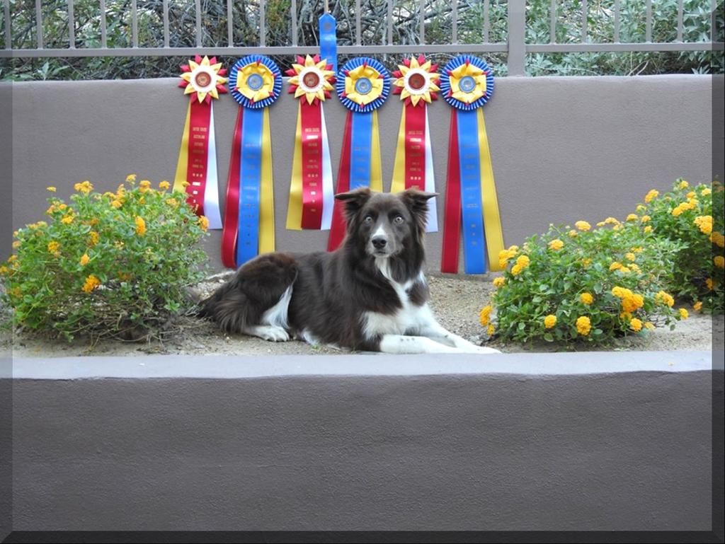 Beverly shared the following accomplishments for her dog, Evan.