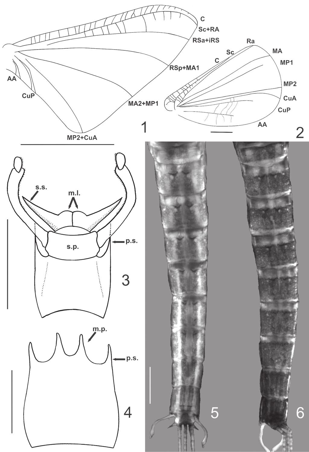 Fig. 1-6. Oligoneuria macabaiba sp. nov. male imago. 1. forewing; 2. hind wing; 3. male genitalia (ventral view); 4. female abdominal sternum IX (ventral view); 5.