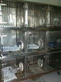Capacity assessment Location Holding Unit Recommended Occupancy Per Holding Unit Maximum Occupancy All Holding Units Maximum Capacity Per Room 26 Small Cages 1 Cat / Up to 2 Kittens 26 Cats / 52