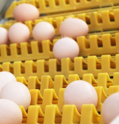 Since there is no accumulation of dirt, eggs stay clean and maintenance is easy. The flexibility of the FlexBelt allows it to be installed in even the smallest spaces.