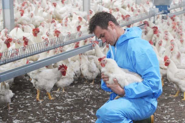 POULTRY MANAGEMENT Management for optimal performance of the animal What influences the behaviour and health of breeders? Knowledge about this is of great value for production results.
