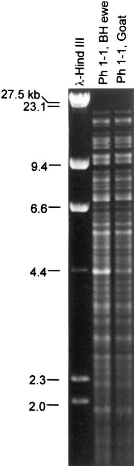 900 JOURNAL OF WILDLIFE DISEASES, VOL. 39, NO. 4, OCTOBER 2003 FIGURE 2. Restriction enzyme analysis (REA) of three representative isolates (PMD-1, PMD-2, PMD-3) were generated with HhaI.