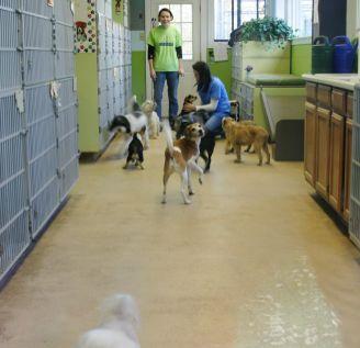 They are brought in for breaks from the cold from time to time. Each dog is evaluated depending on breed, fur length and activity level.