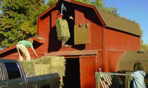 A truckload of chicken food, Lay crumbles and seed scratch to keep the hens laying We always have at least 2 months of chicken feed and a whole winter of hay for the sheep put away in the barn for