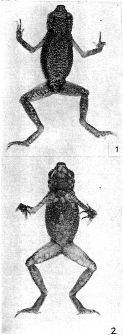 New species of torrent toad 205 1 Figures 1 and 2.