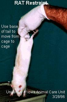 hand, grab the base of the tail with the thumb and index finger (Image 1) to keep the rat from running away