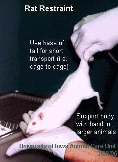 DO NOT suspend the rat by the tail or the upper body for a prolonged time period because of the stress on the