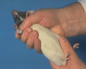 (Image 1) b) With firm but gentle pressure, grasp the rat around the thorax with the thumb and fingers under each of the front legs. Alternatively, one or two fingers can be in front of the foreleg.