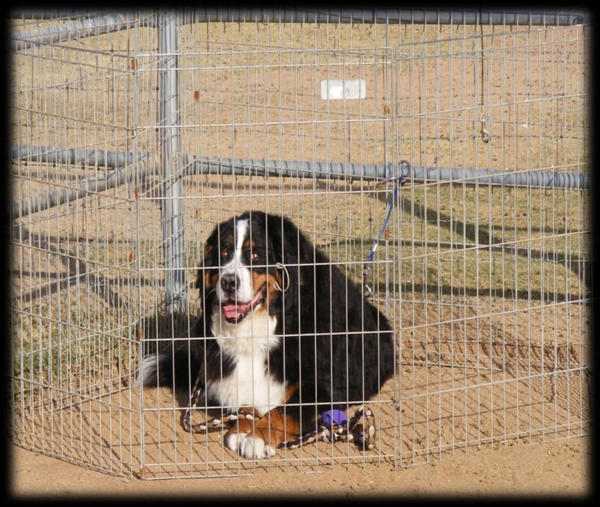 November 9: AKC Herding, D Course Sheep at PSR Stockdogs, Dewey. First time in Arizona for this new AKC Ranch (D) course.