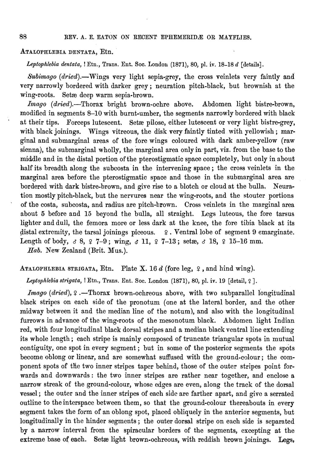 88 REV. A. E. EATON ON RECENT EPHEMERID.Ai: OR MAYFLIES. ATALOPHLEBIA DENTATA, Etn.. Leptophlebia dentata,! Etn., Trans. Ent. Soc. London (1871), 80, pl. iv. 18-18 d [details]. Subimago ( dried).
