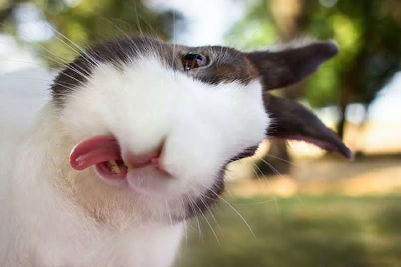 Rabbit Photo / Selfie Content Announced Want a chance to make your bunny rabbit famous? Interested in winning cool prizes?