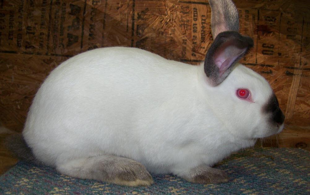 Breed of the Week Californian Rabbit information and facts about the Californian Rabbit Breed. As what has been known to many, there are many types of rabbit breeds.