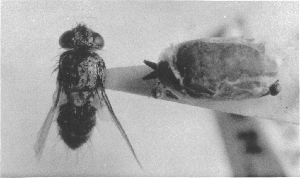 1963 ARNAUD: PERUMYIA EMBIAPHAGA 3 Thorax presenting prosternum with few small lateral bristles; prescutum one-third shorter than postscutum, scutellum slightly shorter than prescutum; propleura and