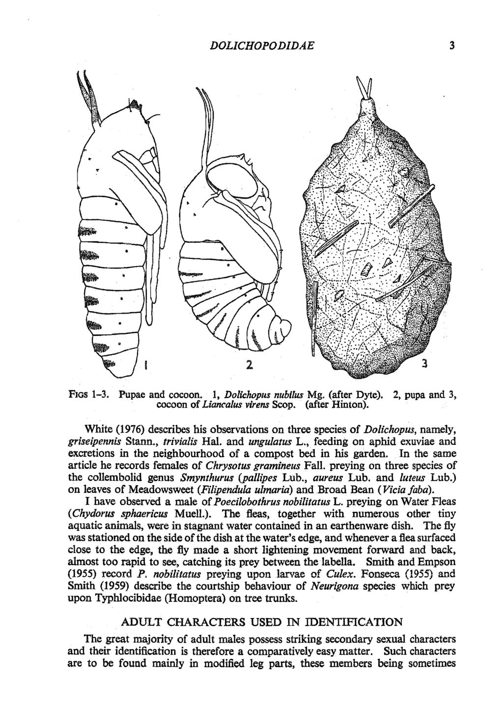 DOLICHOPODIDAE 3 2 FIGS 1-3. Pupae and cocoon. 1, Dolichopus nubllus Mg. (after Dyte). 2, pupa and 3, cocoon of Liancalus virens Scop. (after Hinton).