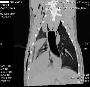 Left Post contrast dorsal and transverse MPR images showing left hepatic mass (green arrows). A second linear object was located in the right caudal thorax.