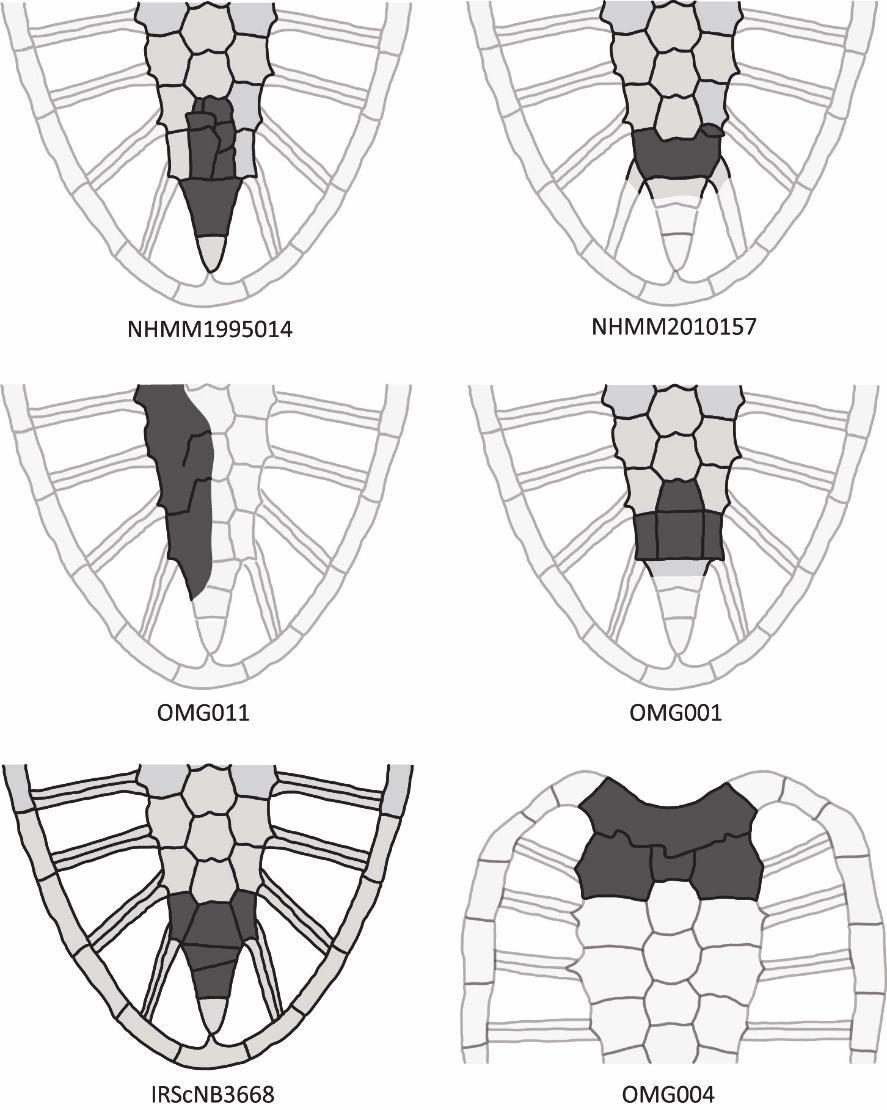Figure 2.4 Schematic representations of morphological abnormalities found in the carapace of Allopleuron hofmanni.