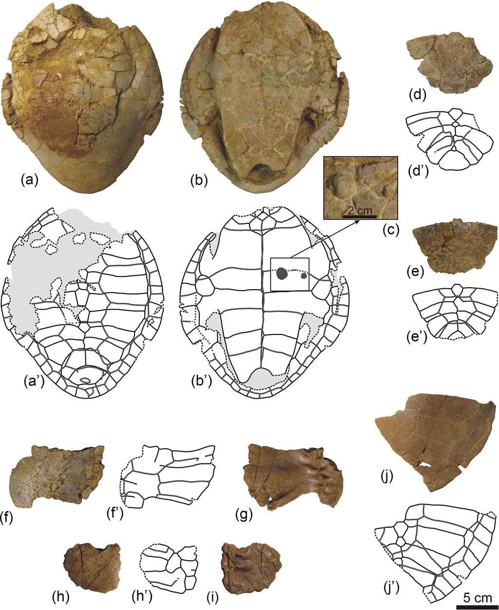 128 A. Pérez-García: New information on the Cenomanian bothremydid turtle Algorachelus Figure 8.