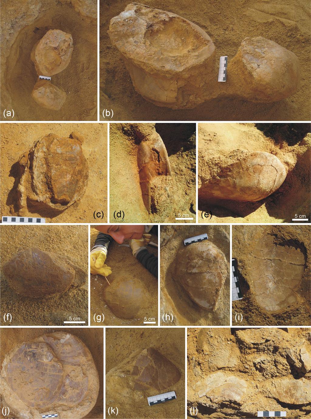 120 A. Pérez-García: New information on the Cenomanian bothremydid turtle Algorachelus Figure 1.