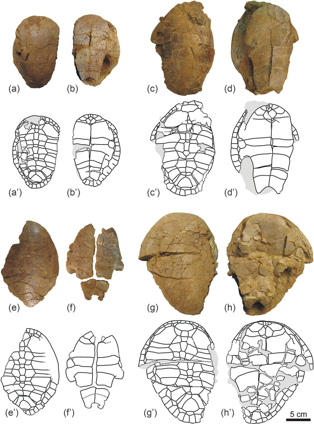 A. Pérez-García: New information on the Cenomanian bothremydid turtle Algorachelus 121 Figure 2.